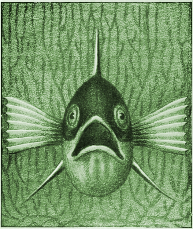 Einheimische Fische; Die Süßwasserfische unsrer Heimat Einheimische Fische; Die Süßwasserfische unsrer Heimat