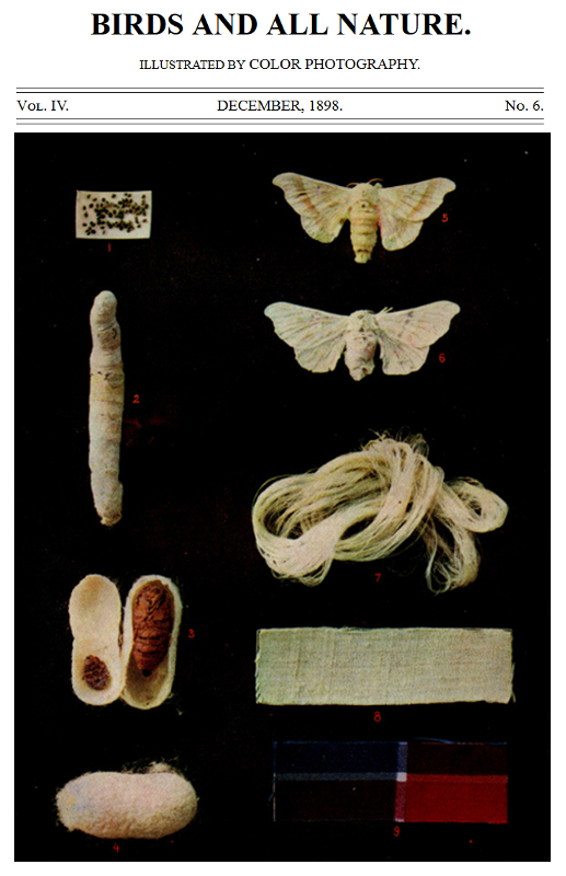 Birds and All Nature, Vol. 4, No. 6, December 1898 Illustrated by Color Photography Birds and All Nature, Vol. 4, No. 6, December 1898 Illustrated by Color Photography