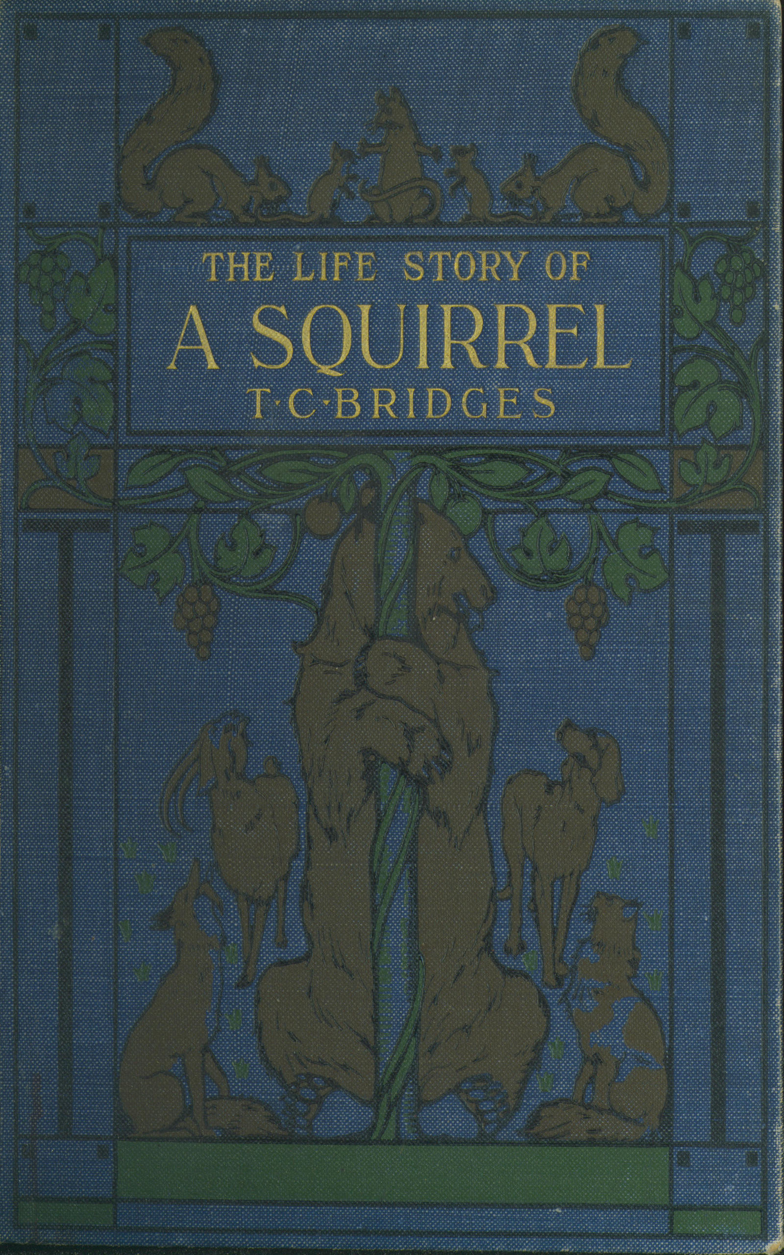 The life story of a squirrel The life story of a squirrel